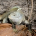 iguana_rock_lwc_provo_v_0046_tci0046.jpg